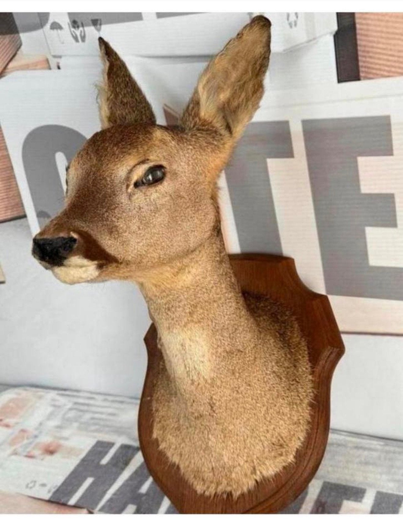 Taxidermie mooie Opgezette Ree kop - Capreolus wandmontage, Verzamelen, Dierenverzamelingen, Ophalen of Verzenden, Zo goed als nieuw
