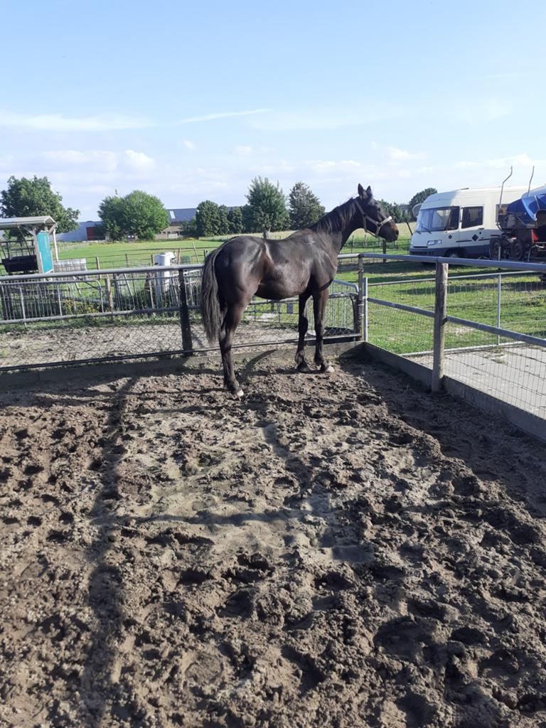 Paard, Dieren en Toebehoren, Hengst, Niet van toepassing, Minder dan 160 cm, 0 tot 2 jaar
