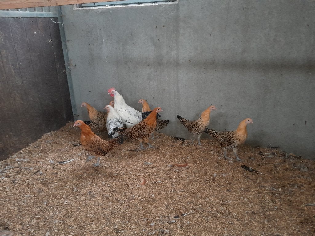 Groninger meeuw kippen, Meerdere dieren, Kip