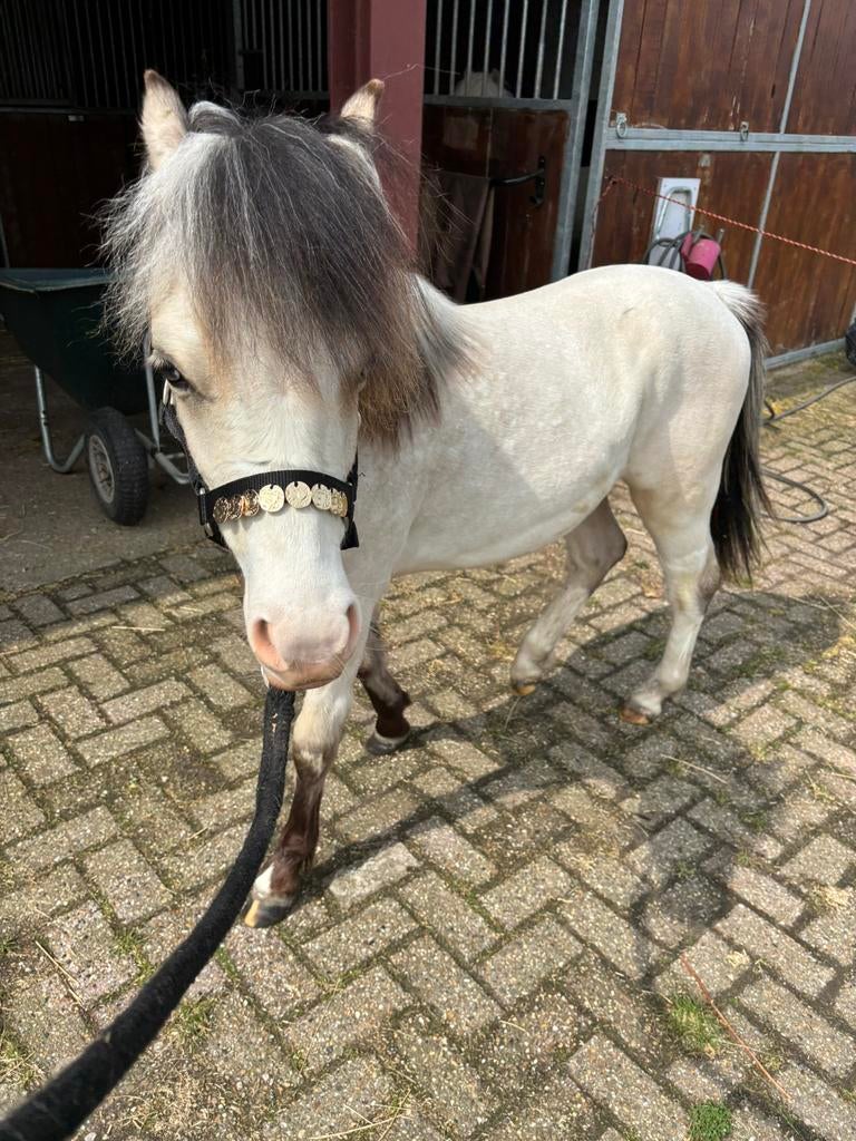 Welsh A jaarling, Dieren en Toebehoren, Pony's, Hengst, A pony (tot 1.17m), 0 tot 2 jaar