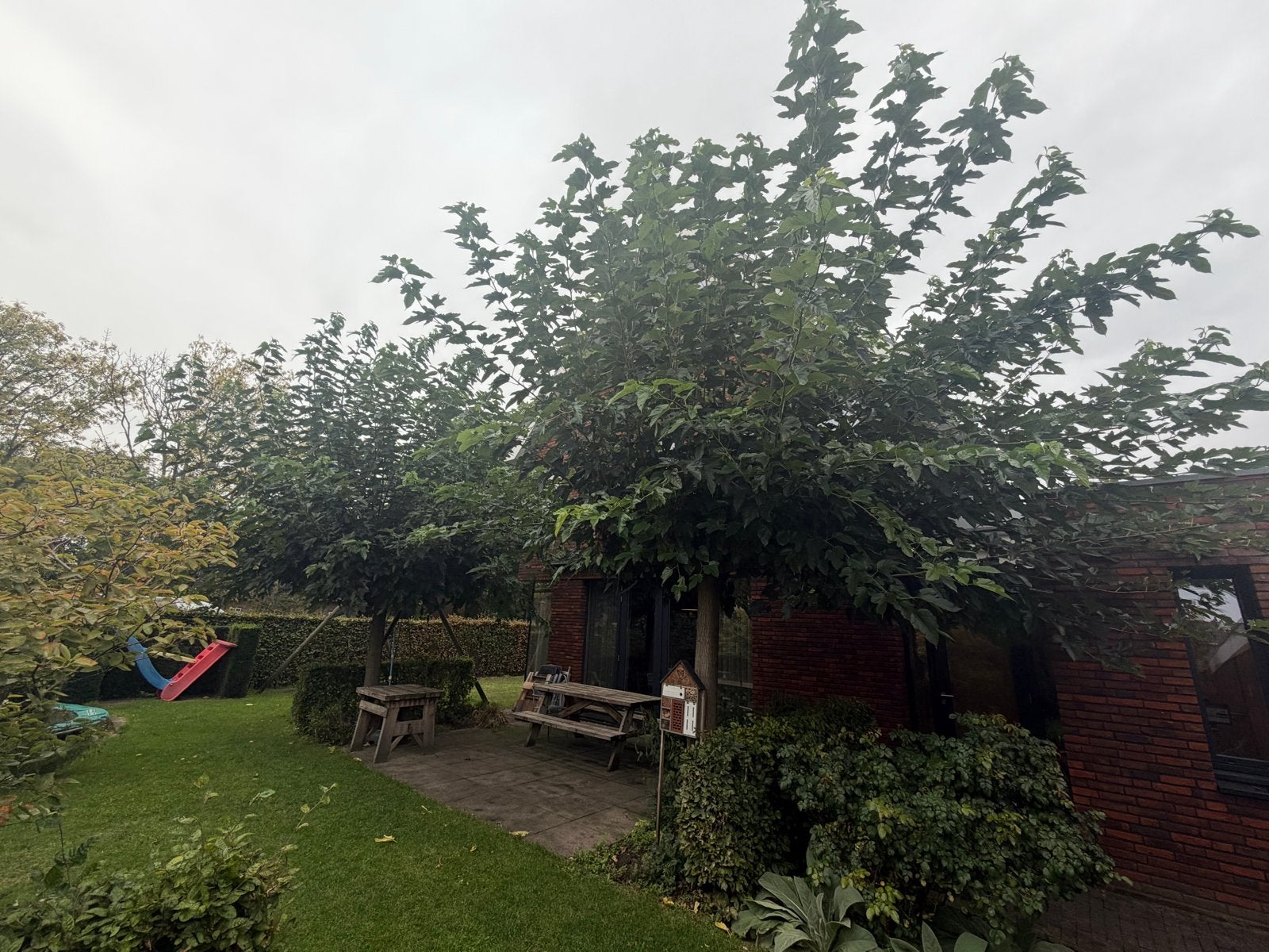 2x Fruitloze Moerbei Dakboom - 60cm stam, 2.2m stahoogte, Ophalen, Bloeit niet, Dakboom, 250 tot 400 cm