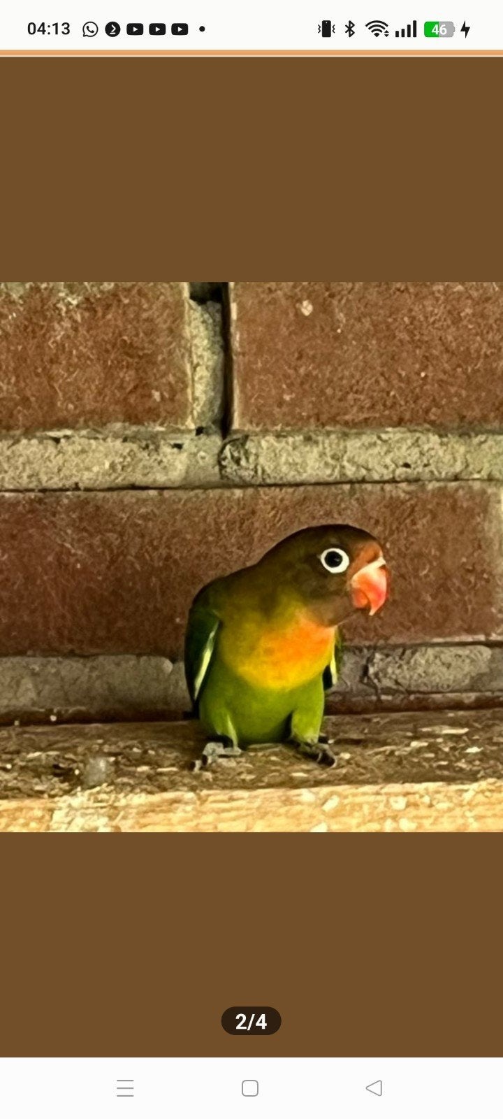 ouder koppel dwergpapagaaitjes personata s, Meerdere dieren, Dwergpapegaai of Agapornis