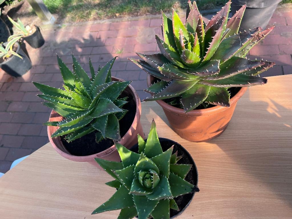 3 forse aloe vera vetplanten Elst U grootste is 35 cm Breed, Tuin en Terras, Planten | Tuinplanten, Vaste plant, Overige soorten