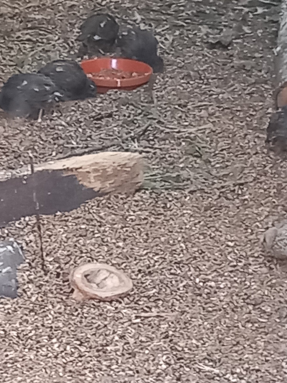 Californische kuif kwartels., Meerdere dieren, Geringd