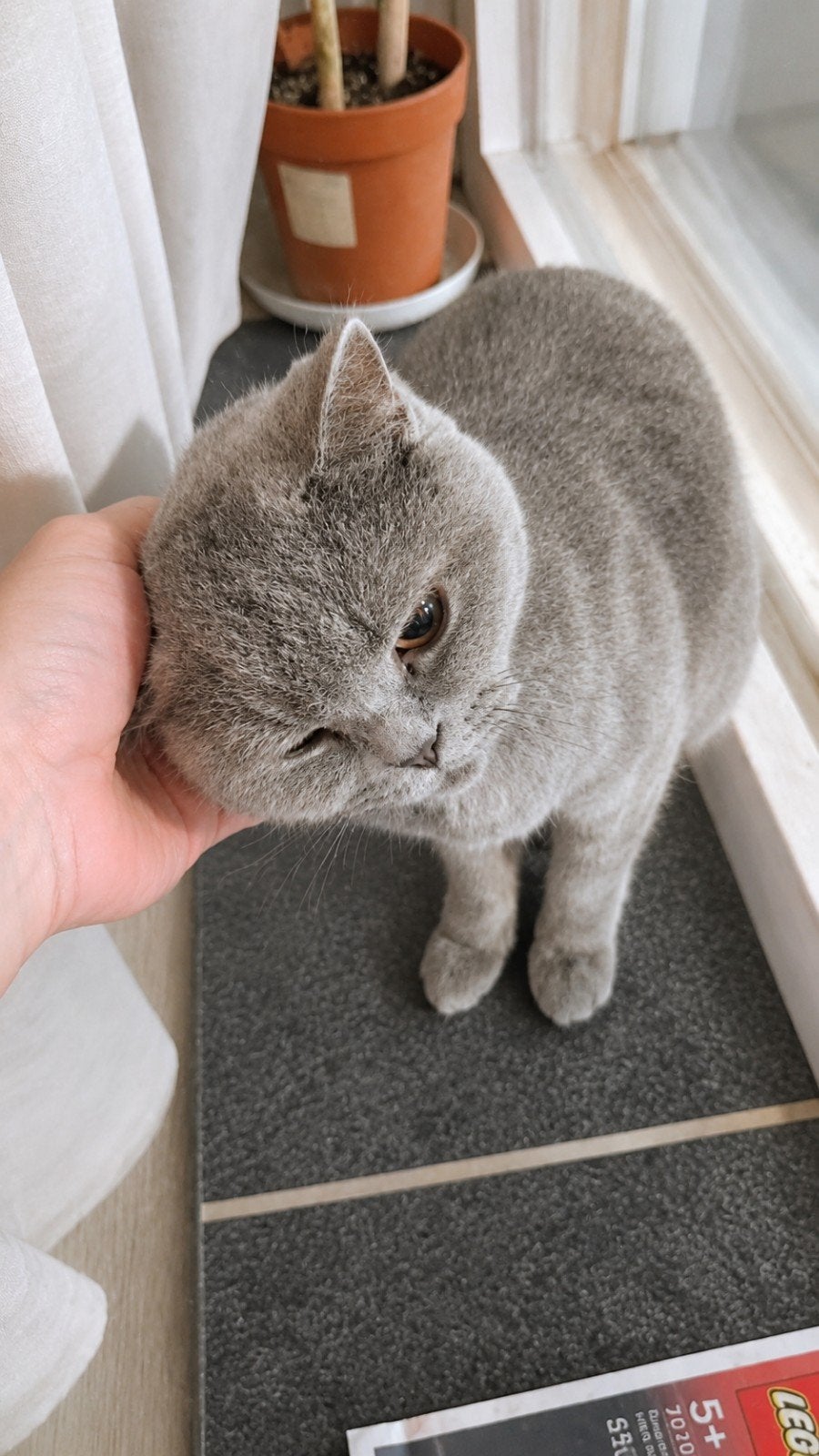 Mooie britse korthaar Poes 1,5 jaar oud, Poes, Ontwormd, 0 tot 2 jaar