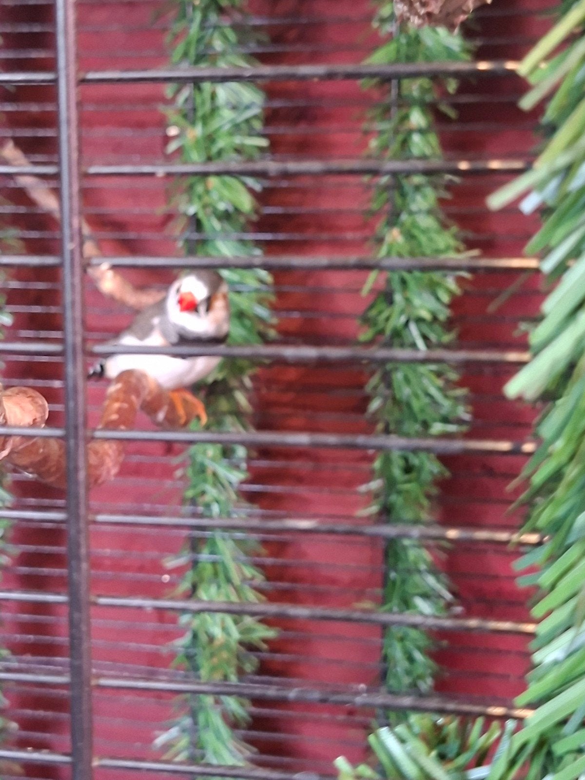 2 x zebravink, Dieren en Toebehoren, Vogels | Overige Vogels