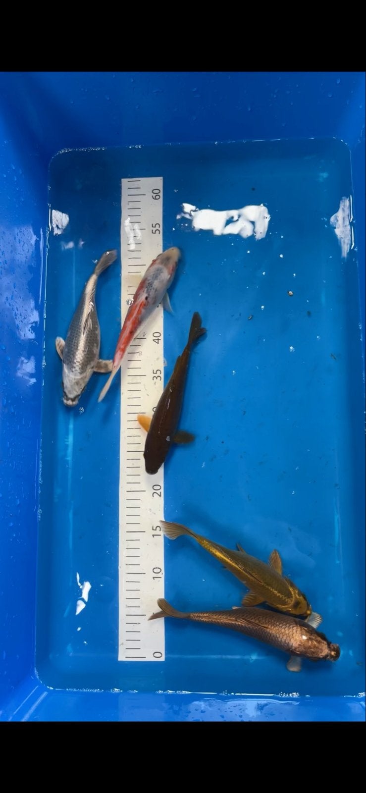 Koi karpers, Karper of Koi