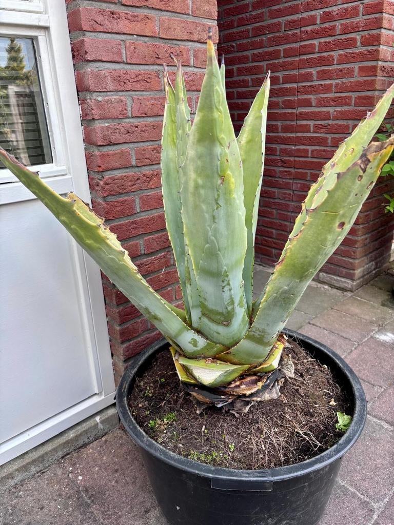2x Grote Agave planten in pot - winterhard. 65 euro per stuk, Ophalen, Bloeit niet, Overige soorten, Volle zon