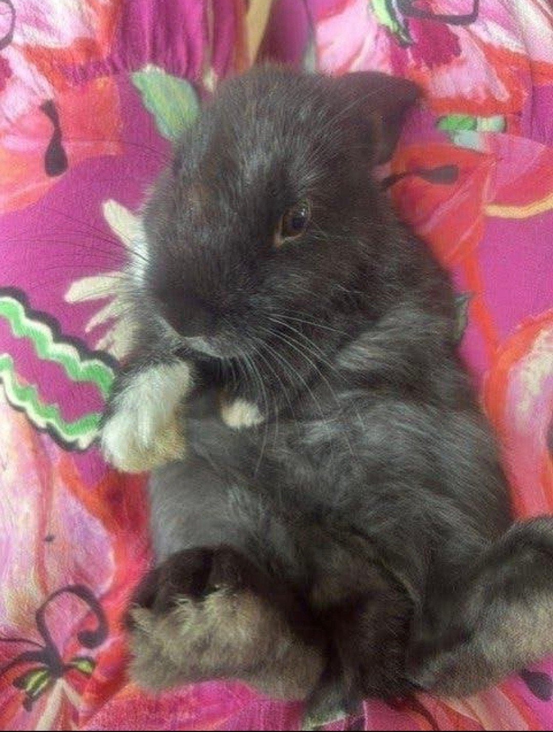 Konijn dwergkonijn minilop hangoor, Dieren en Toebehoren, Februari, Mannelijk, Overige typen, Tam