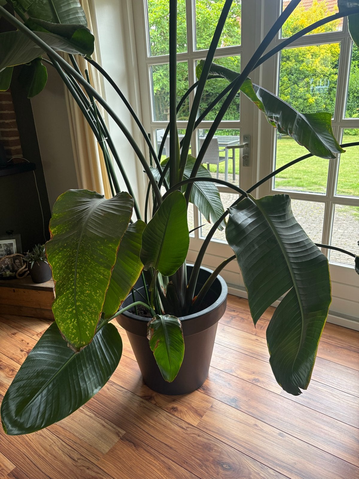Grote Strelitzia (Paradijsvogelplant) in pot, Ophalen, 200 cm of meer, Overige soorten, In pot