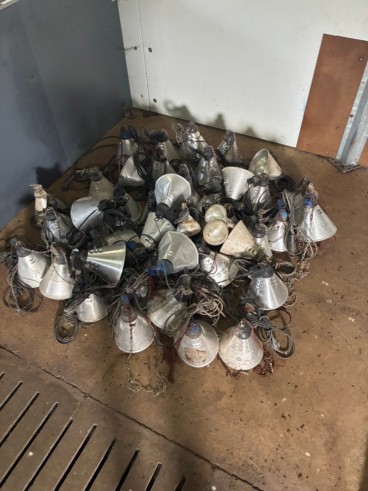 Warmte lampen, Vrouwelijk, Geit
