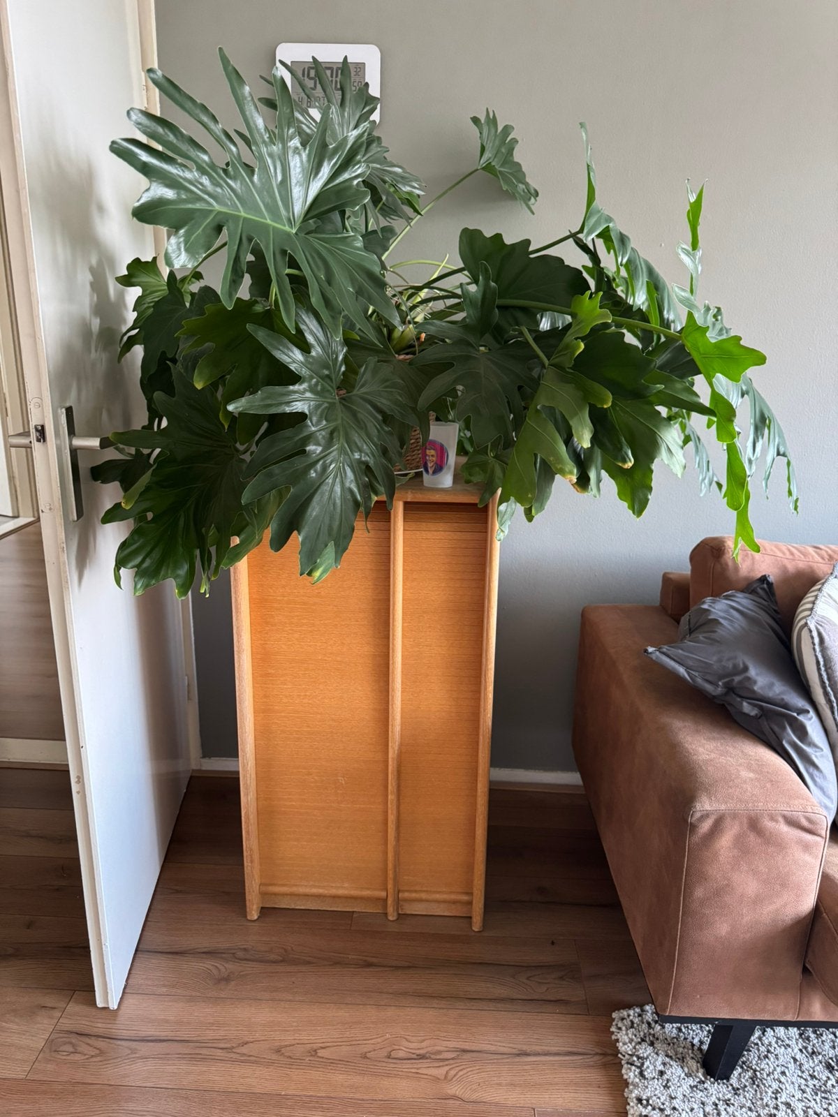 Diverse kamerplanten te koop wegens verhuizing!, Huis en Inrichting, Ophalen, Halfschaduw, Minder dan 100 cm