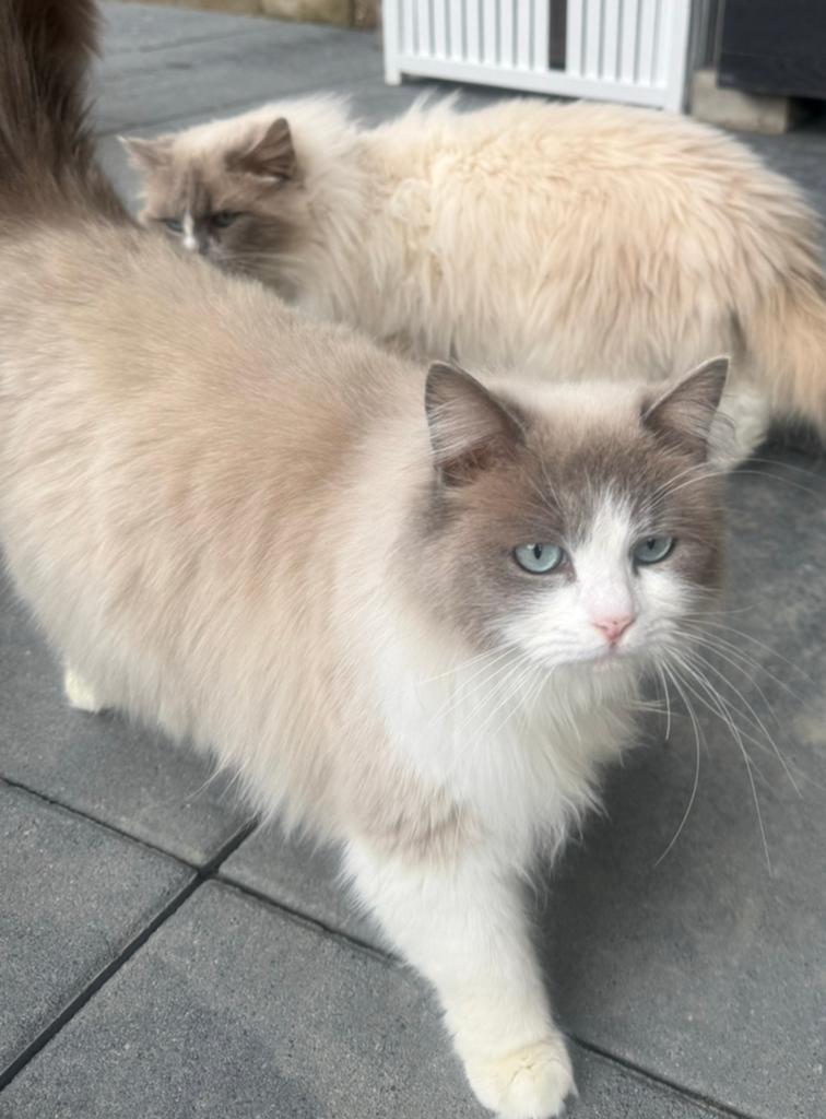 Zeer lieve ragdoll herplaatser, Poes