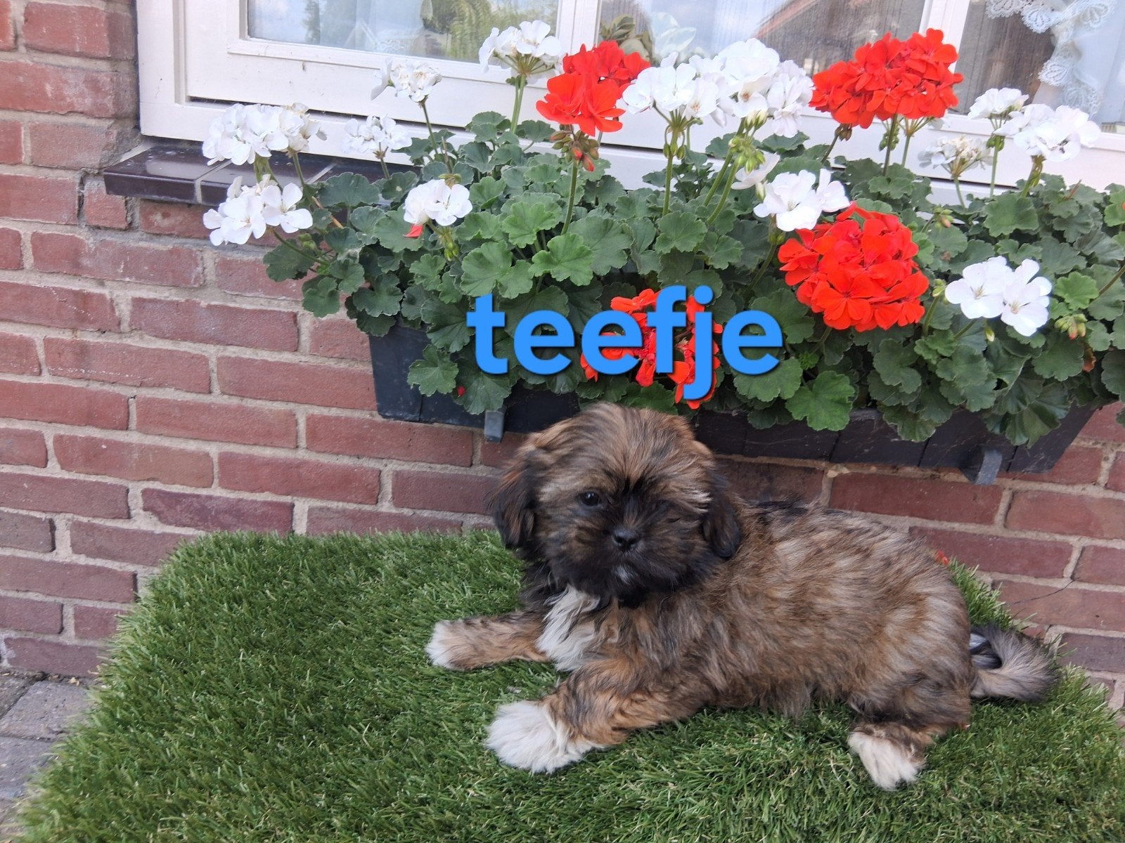 te koop mooie speelse klein blijvende boomer pups, Parvo, Overige rassen, 8 tot 15 weken, Meerdere