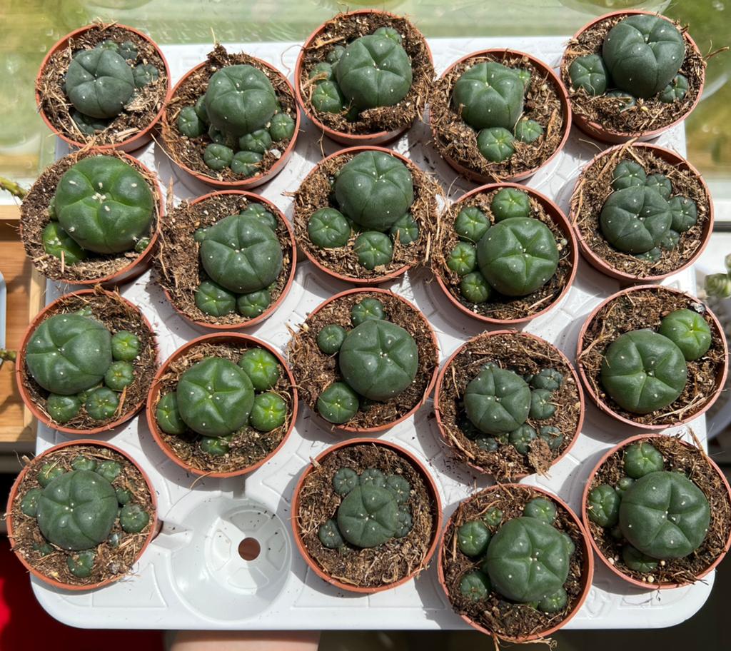 Lophophora Williamsii Caespistosa (cactus), Ophalen of Verzenden, Minder dan 100 cm, Volle zon, In pot