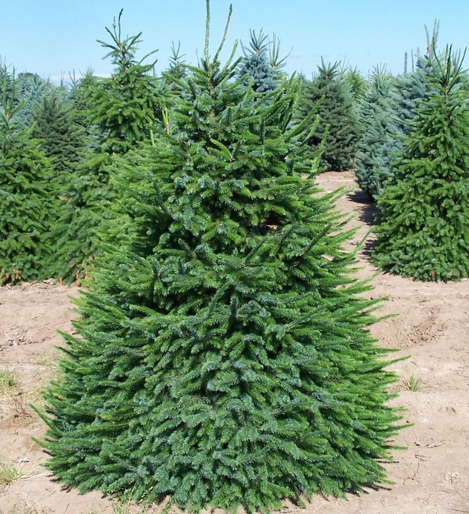Picea omorika, servische spar, jonge aanplant, Bloeit niet, Halfschaduw, Minder dan 100 cm, Overige soorten
