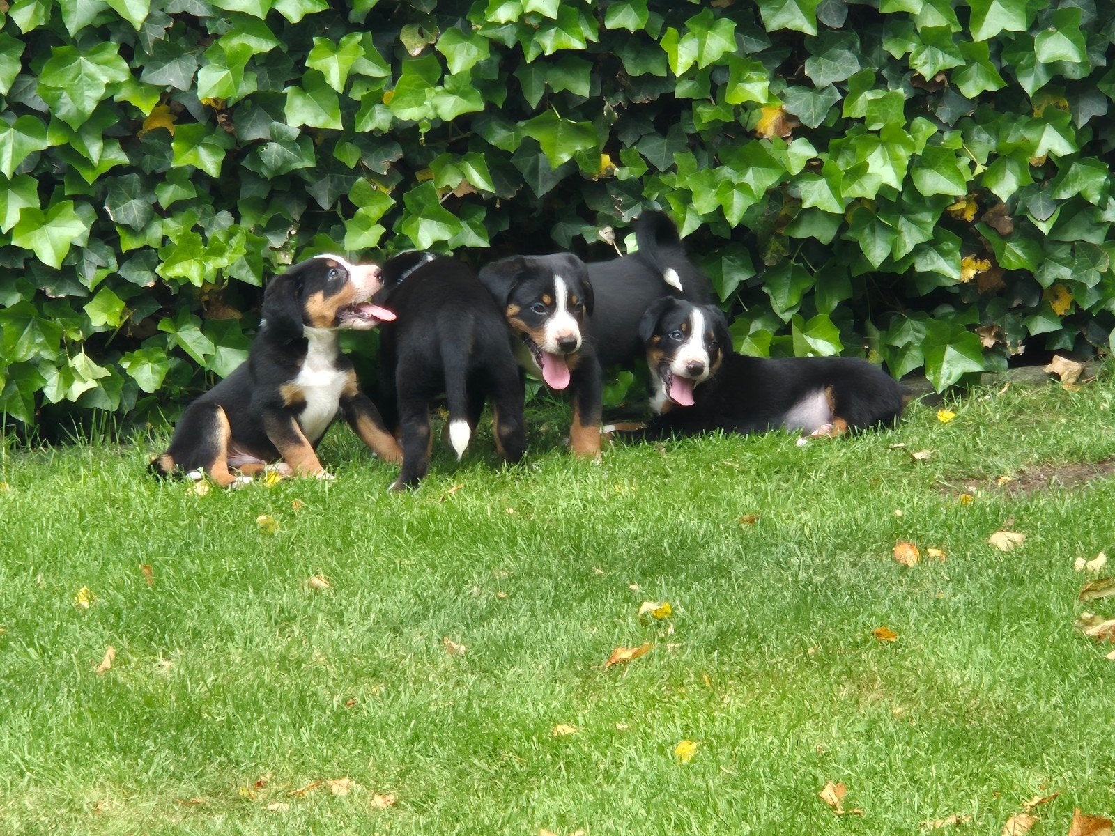 Appenzeller Sennen pups, Dieren en Toebehoren, Honden | Herdershonden en Veedrijvers, 8 tot 15 weken, Meerdere dieren, Eén hond