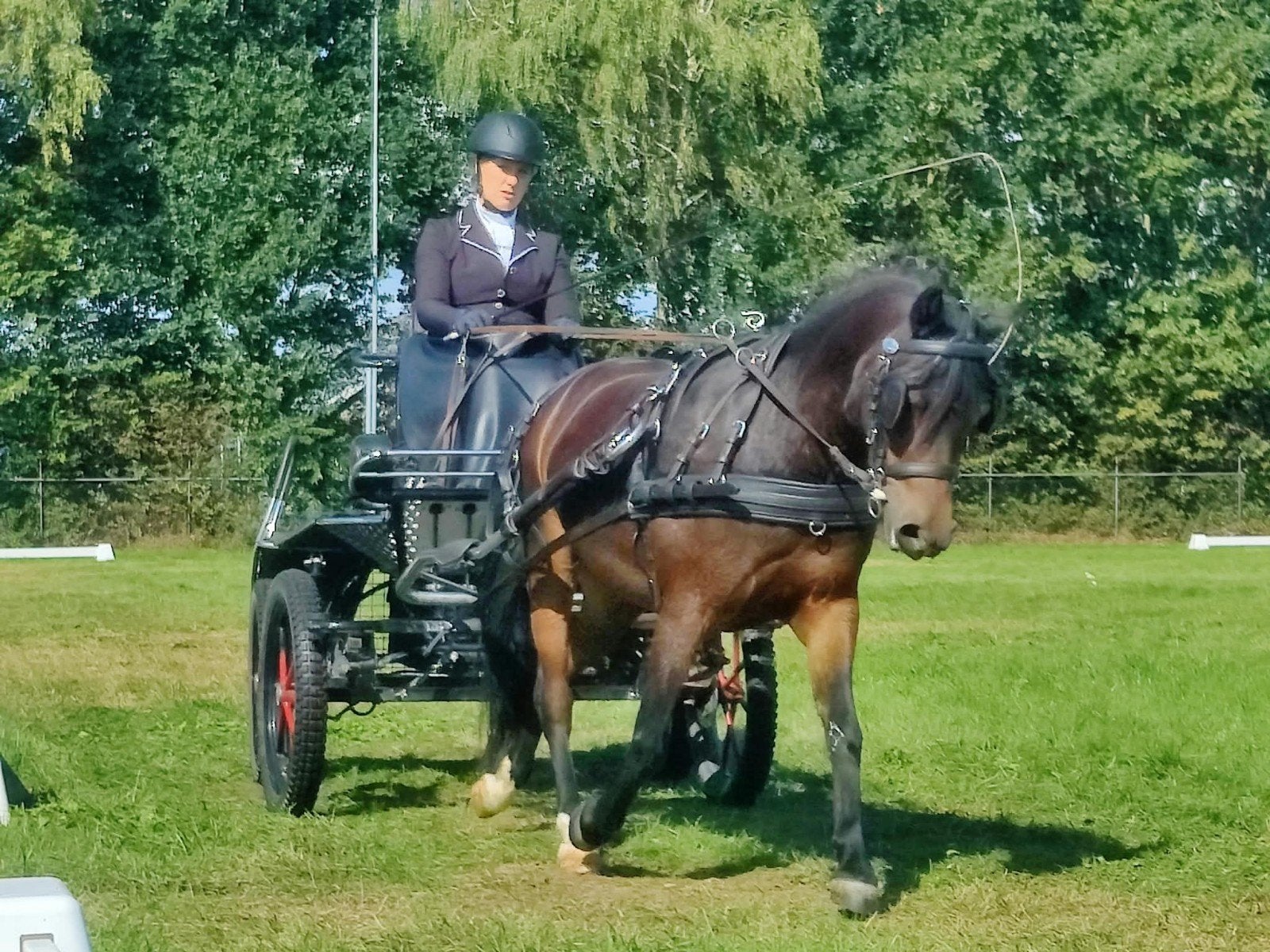 mooie menpony, Dieren en Toebehoren, Paarden, Merrie, Minder dan 160 cm, 7 tot 10 jaar, Met stamboom