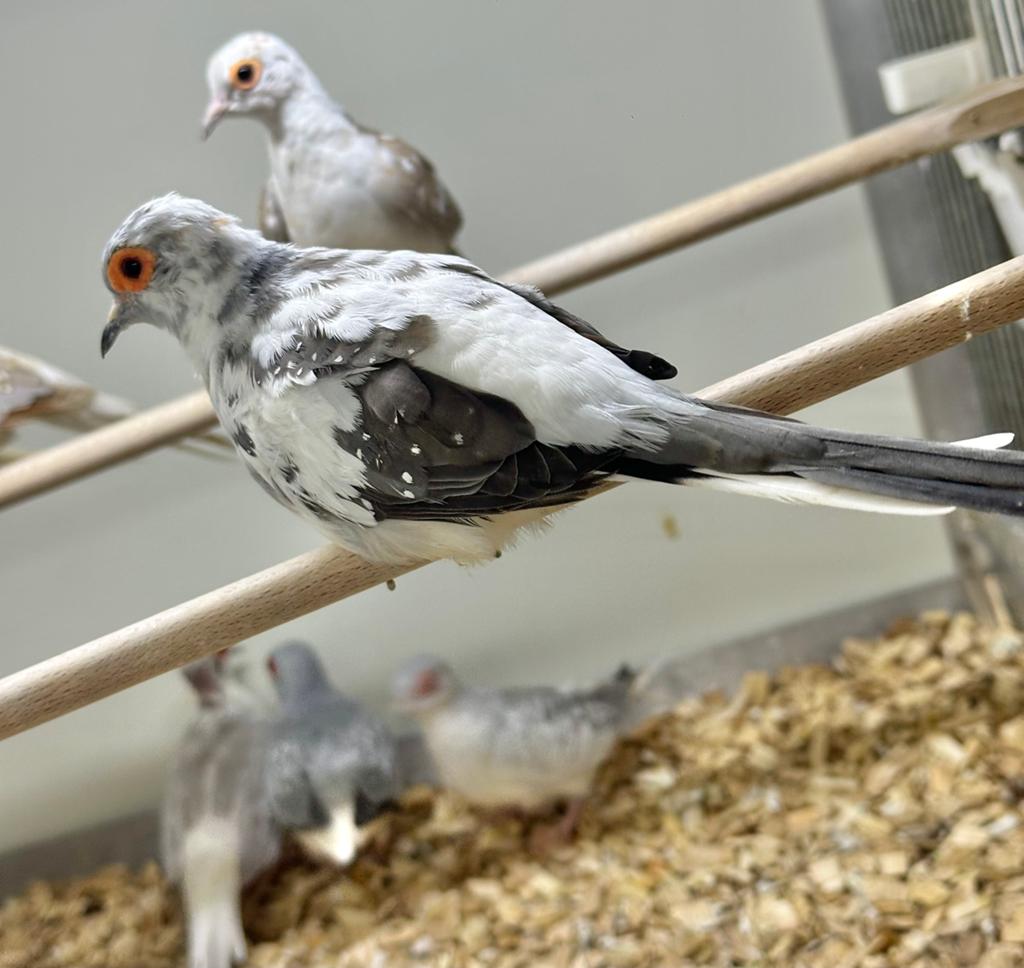 Bonte diamantduifjes, Meerdere dieren