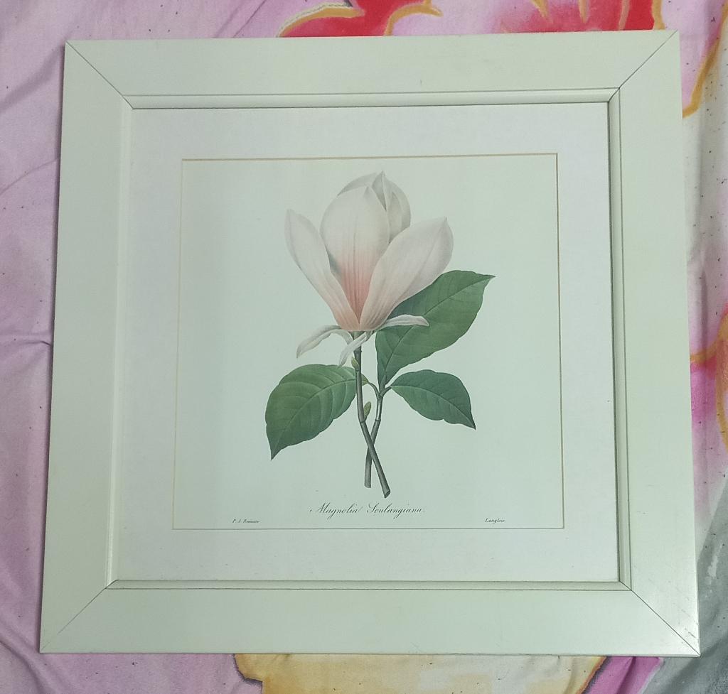 3 bloemenprints van P.J. Redoute in witte lijst, Minder dan 50 cm, Ophalen of Verzenden, Minder dan 50 cm, Print