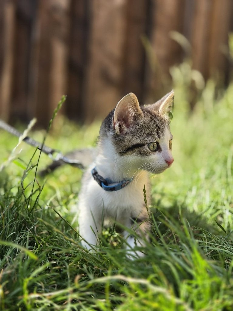 Kitten van 10 weken., Kater, Gechipt, 0 tot 2 jaar