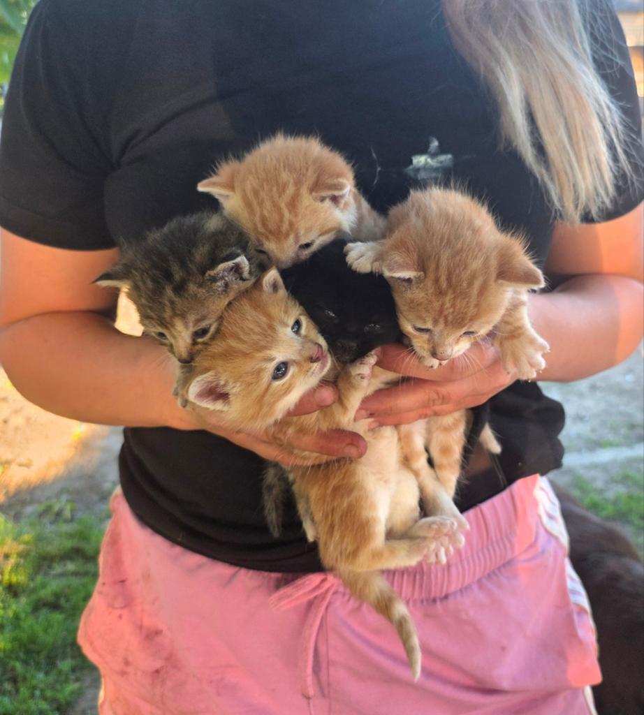 Kittens