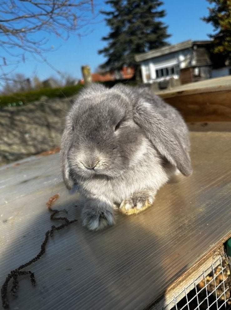 Franse hangoor, Dieren en Toebehoren, Mannelijk, Groot, Hangoor, 0 tot 2 jaar