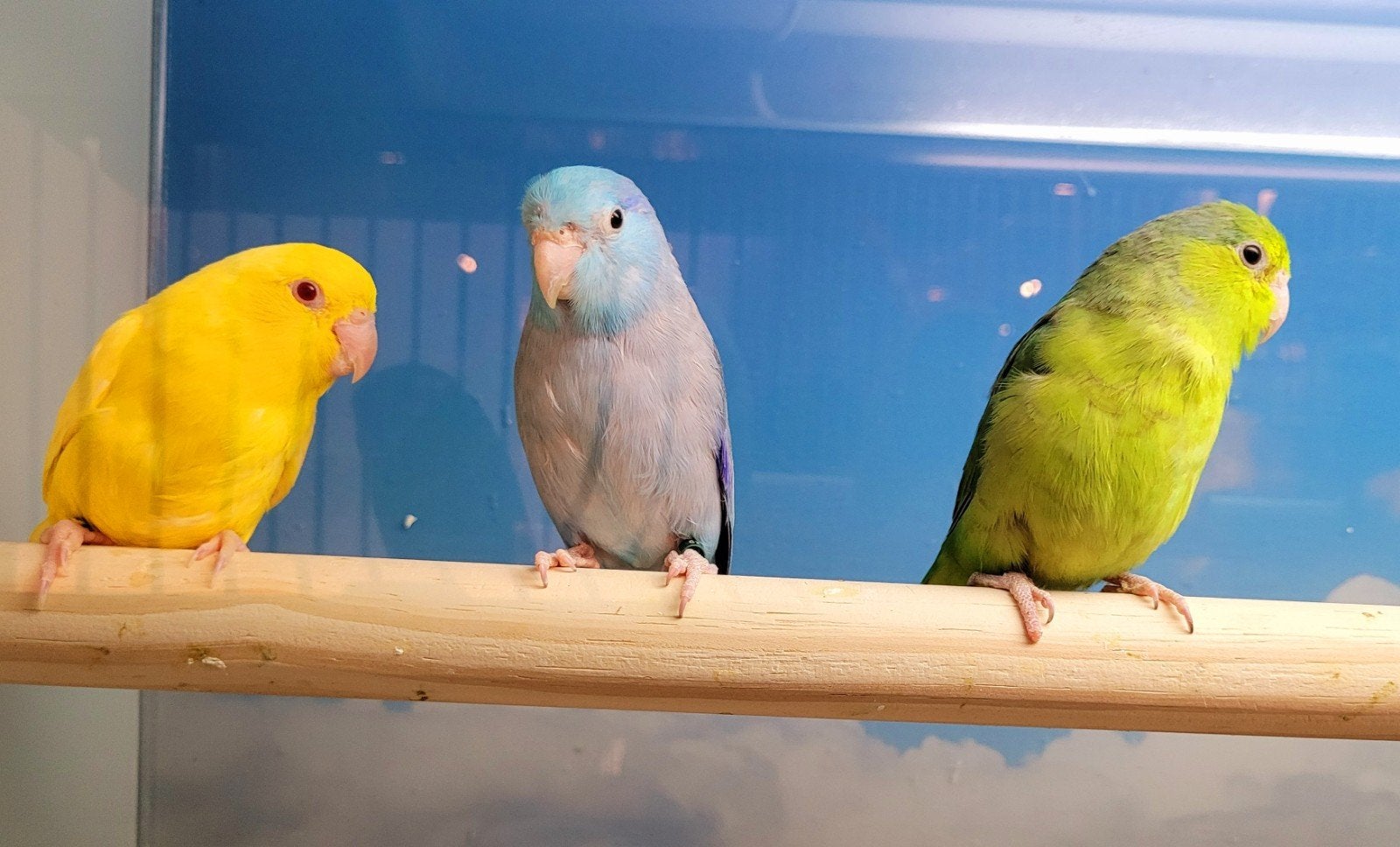 Forpussen jong om tam te maken, Meerdere dieren, Dwergpapegaai of Agapornis, Tam