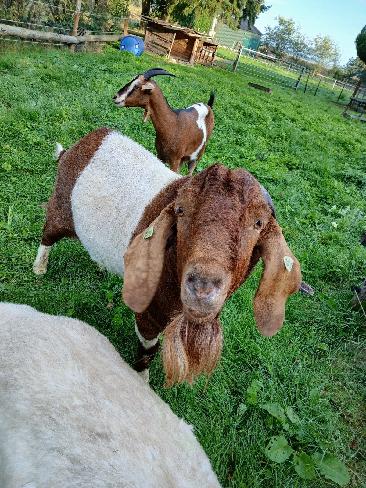 boerbok met stamboek te koop, Mannelijk, Geit, 3 tot 5 jaar