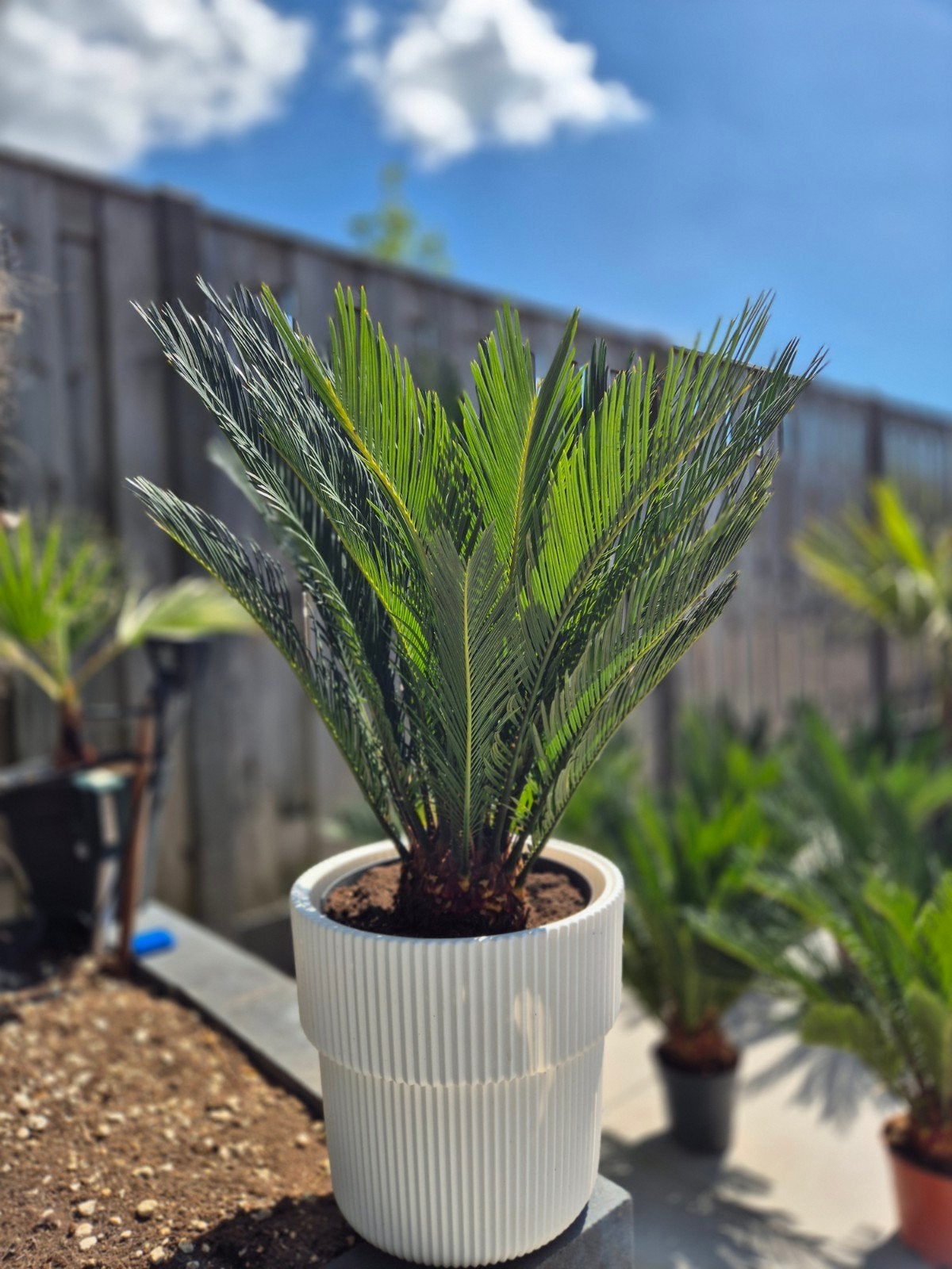 Palmen en Mediterrane planten, Ophalen, Overige soorten, Volle zon