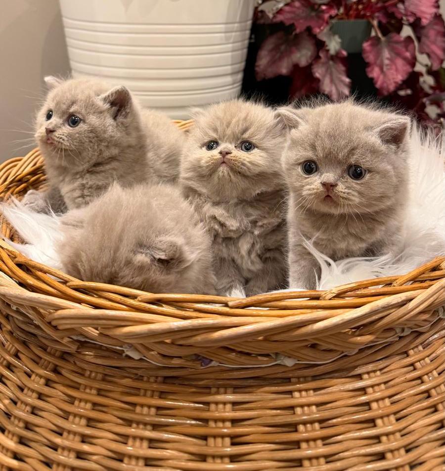 Britse korthaar/langhaar kitten,laatste 2kater beschikbaar❗️, Meerdere dieren, Ontwormd, 0 tot 2 jaar