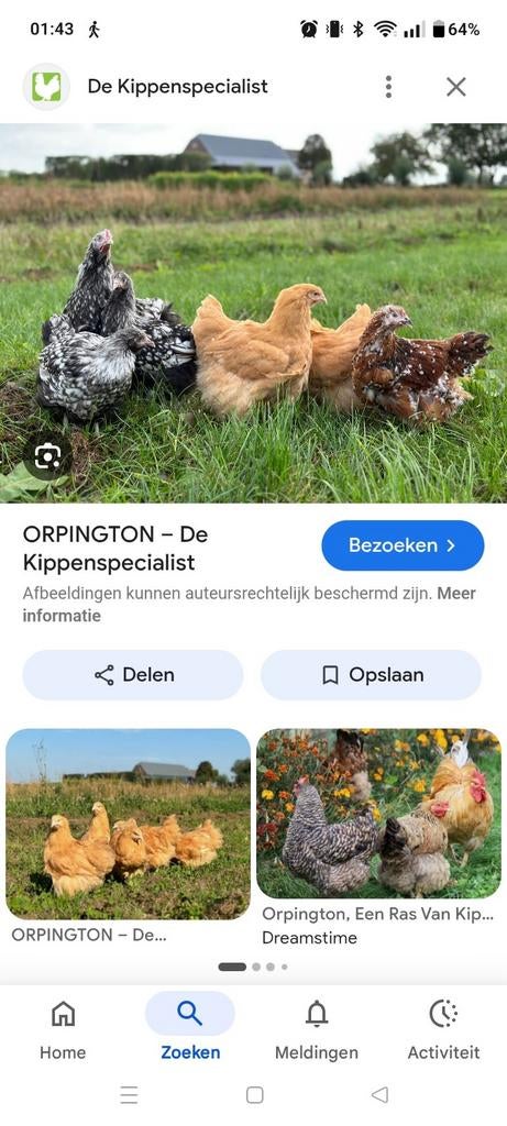 Broed eieren orpingthon kriel gezocht., Dieren en Toebehoren, Pluimvee, Kip