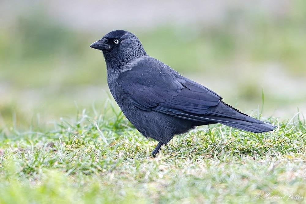 GEZOCHT: kauw (tje) een vleugellamme is welkom, Mannelijk, Geringd