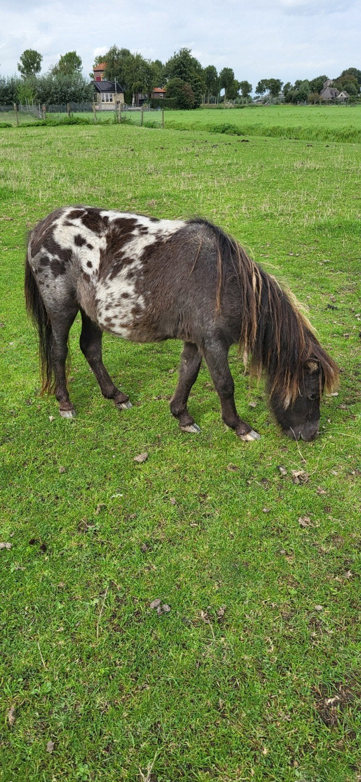 2 prachtige minihengstjes., Hengst, A pony (tot 1.17m), 0 tot 2 jaar