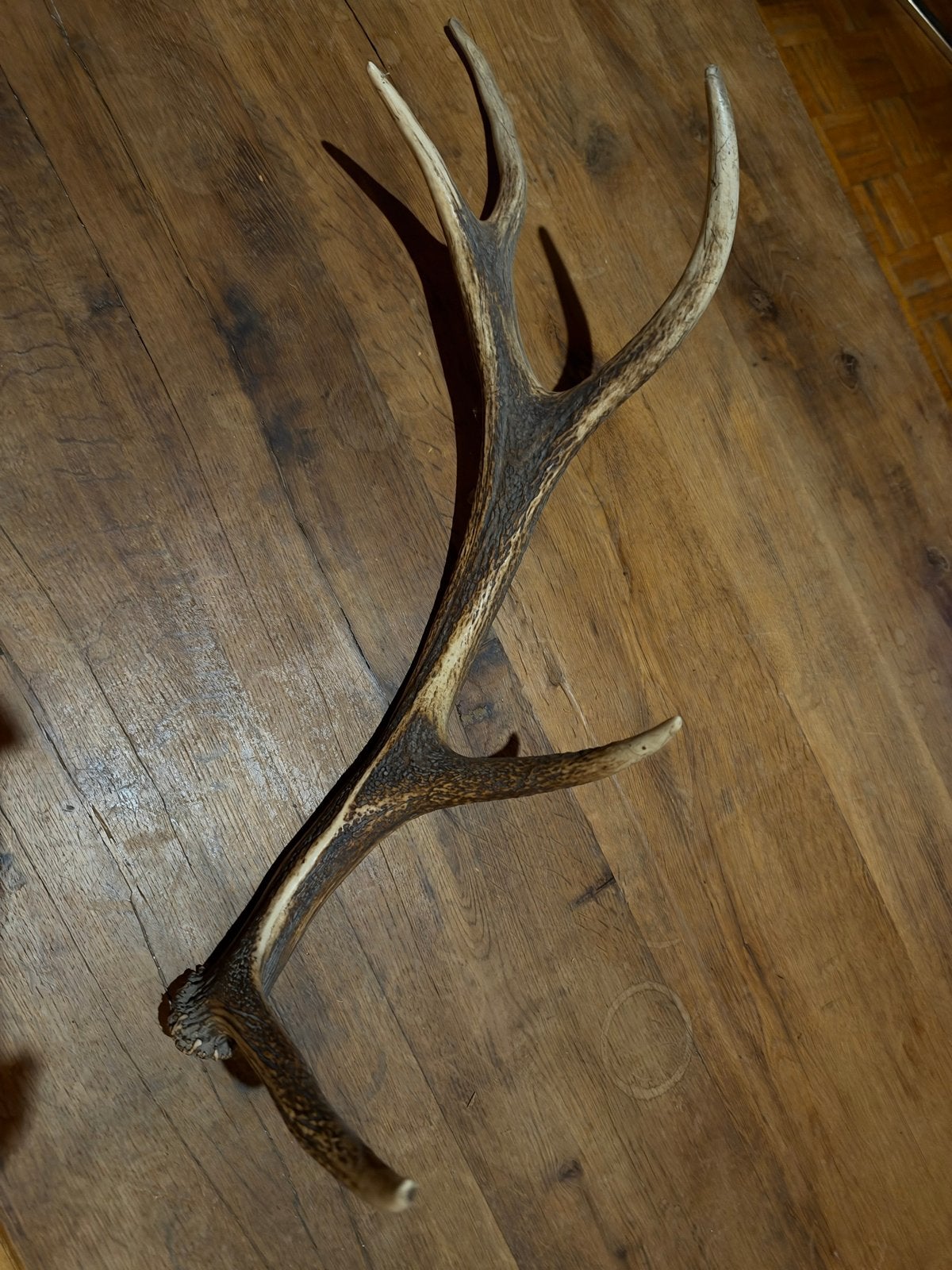 Prachtig herten gewei - Decoratie of verzamelobject, Ophalen of Verzenden, Gebruikt, Hert, Gewei of Kop