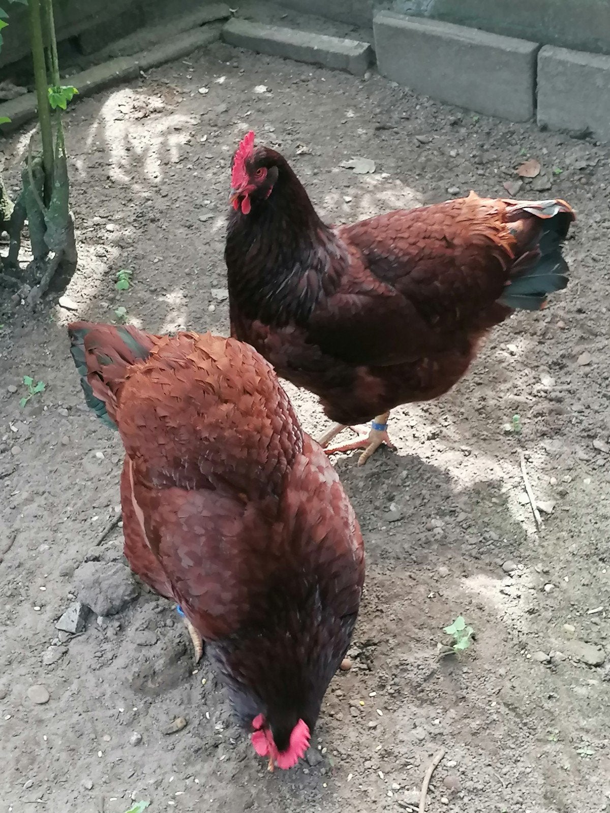 Kippen, Dieren en Toebehoren, Vrouwelijk, Kip