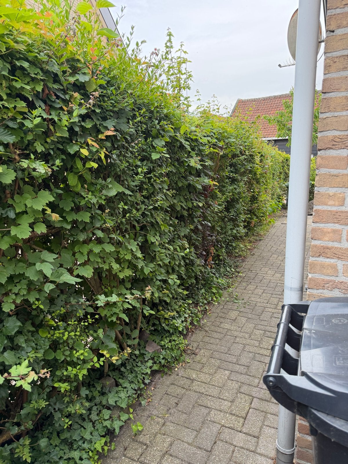 Groene haag voor privacy en natuurlijke afscheiding, Ophalen, Overige soorten, Haag, 250 cm of meer