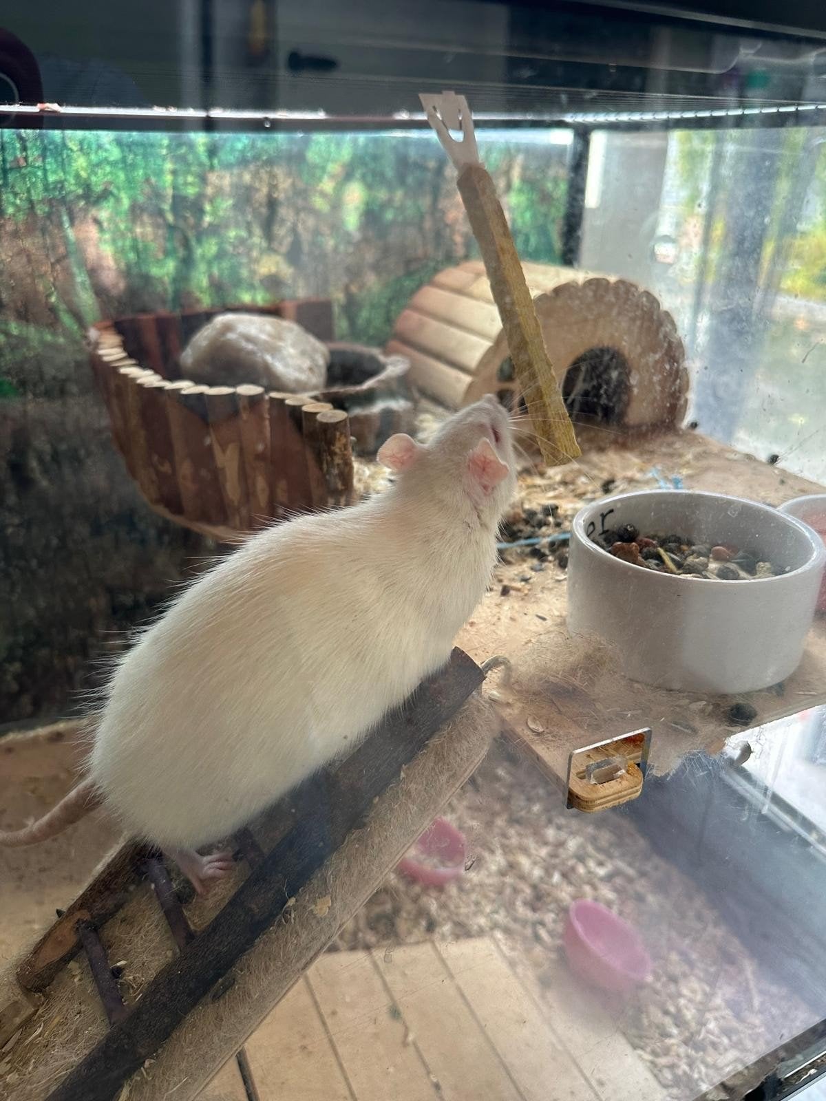 wit ratje, Rat, Maart, Vrouwelijk, Tam
