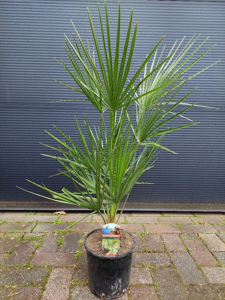Chamaerops Humilis - Europese Dwergpalm H: 90 cm.