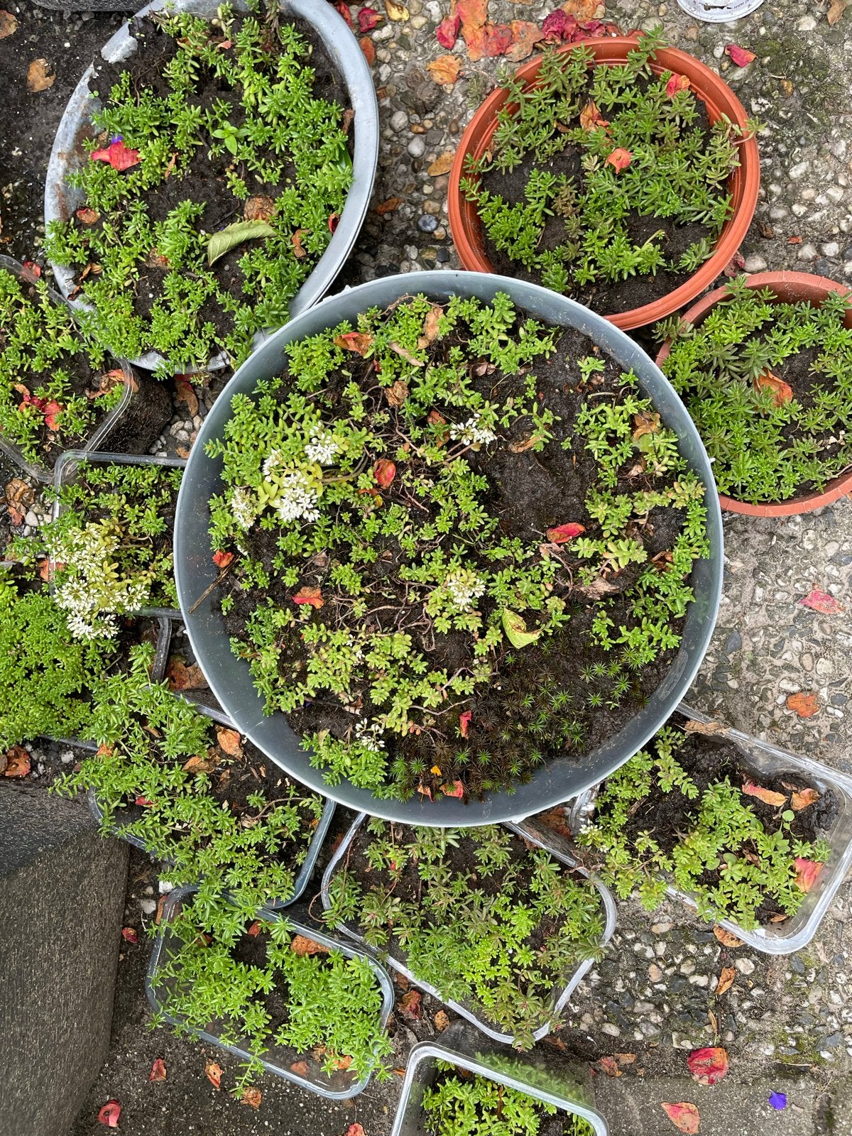 Diverse Vetplantjes, Volle zon, Vaste plant, Zomer, Ophalen