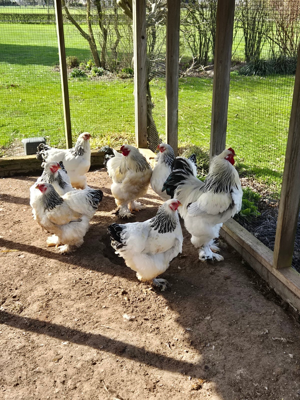Brahma broedeieren, Geslacht onbekend, Kip