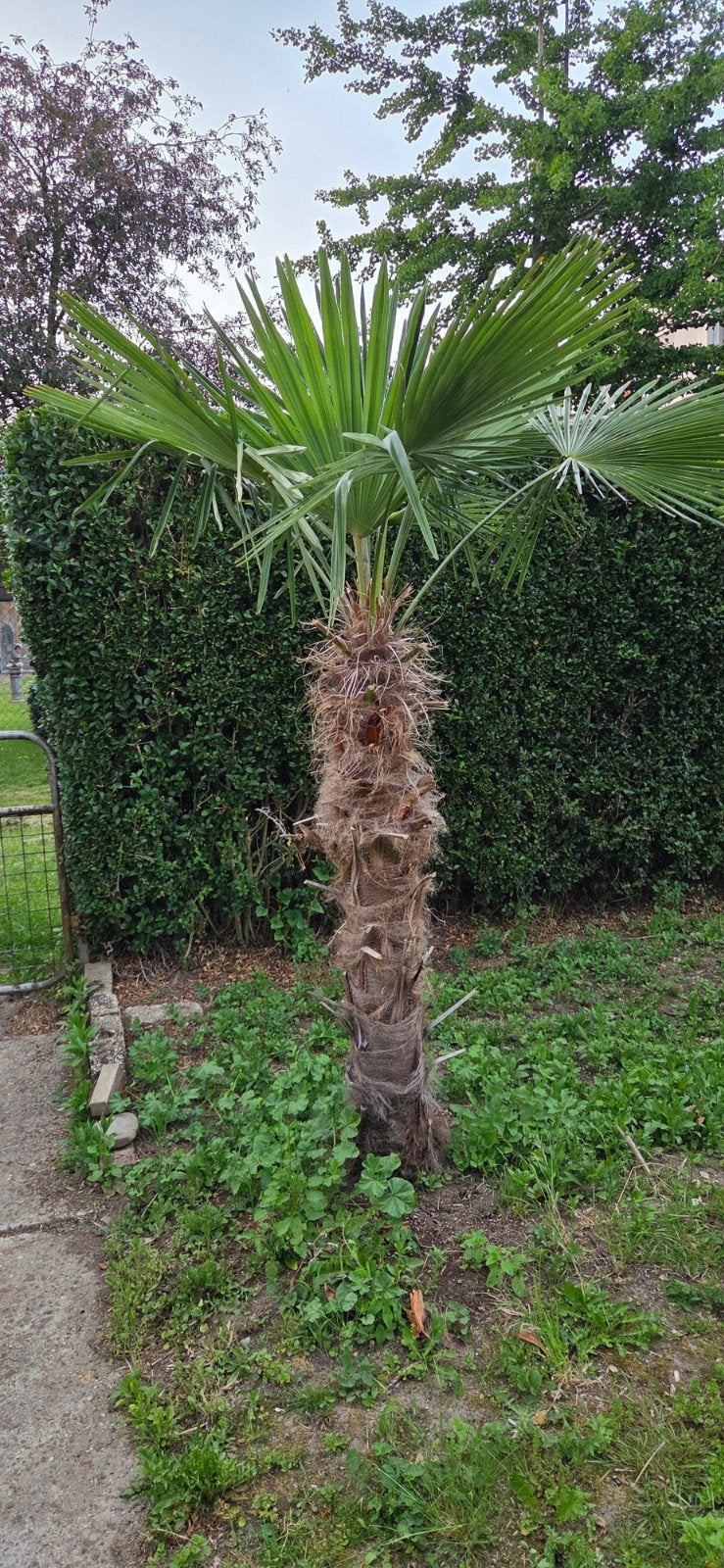 Palmboom stamhoogte 160cm, Tuin en Terras, Planten | Bomen, 100 tot 250 cm, Zomer, Palmboom, Ophalen