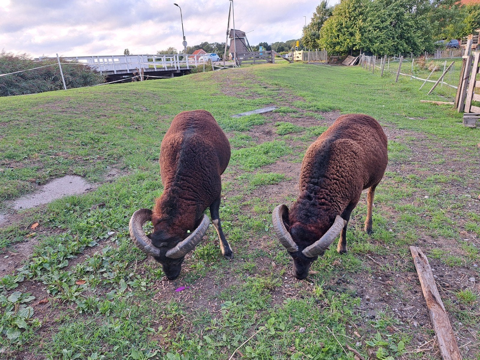 2 Soay schapen, Dieren en Toebehoren, Schapen, Geiten en Varkens, Mannelijk, Schaap