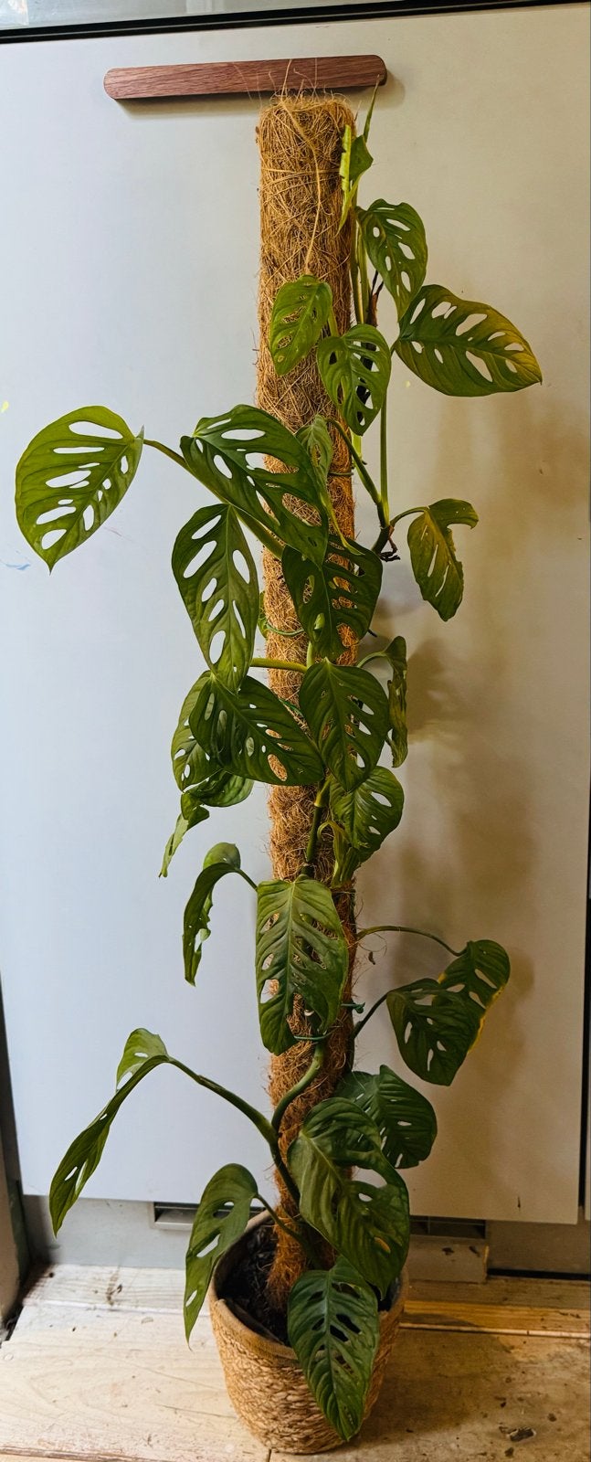 Monstera Adansonii op mosstok - Kamerplant, 100 tot 150 cm, Overige soorten, In pot, Groene kamerplant