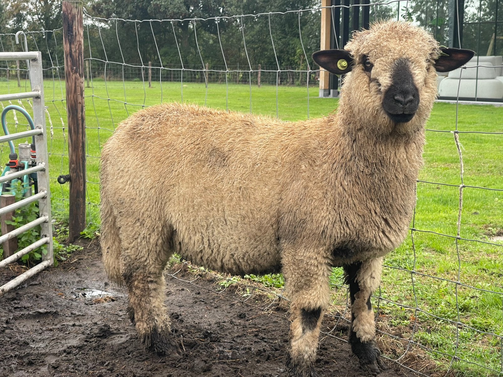 Raszuivere Hampshire-down Ram, met uistekend eigenschappen, Mannelijk, Schaap, 0 tot 2 jaar