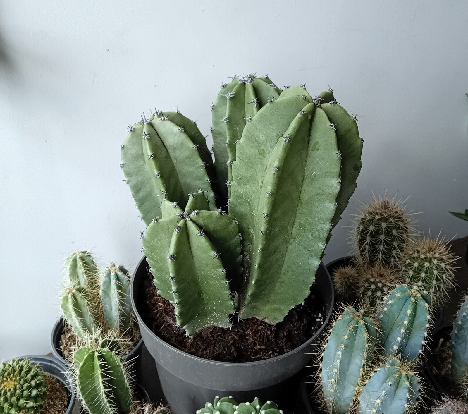 Cactus 40cm, Huis en Inrichting, Kamerplanten, Ophalen, Minder dan 100 cm, In pot, Cactus
