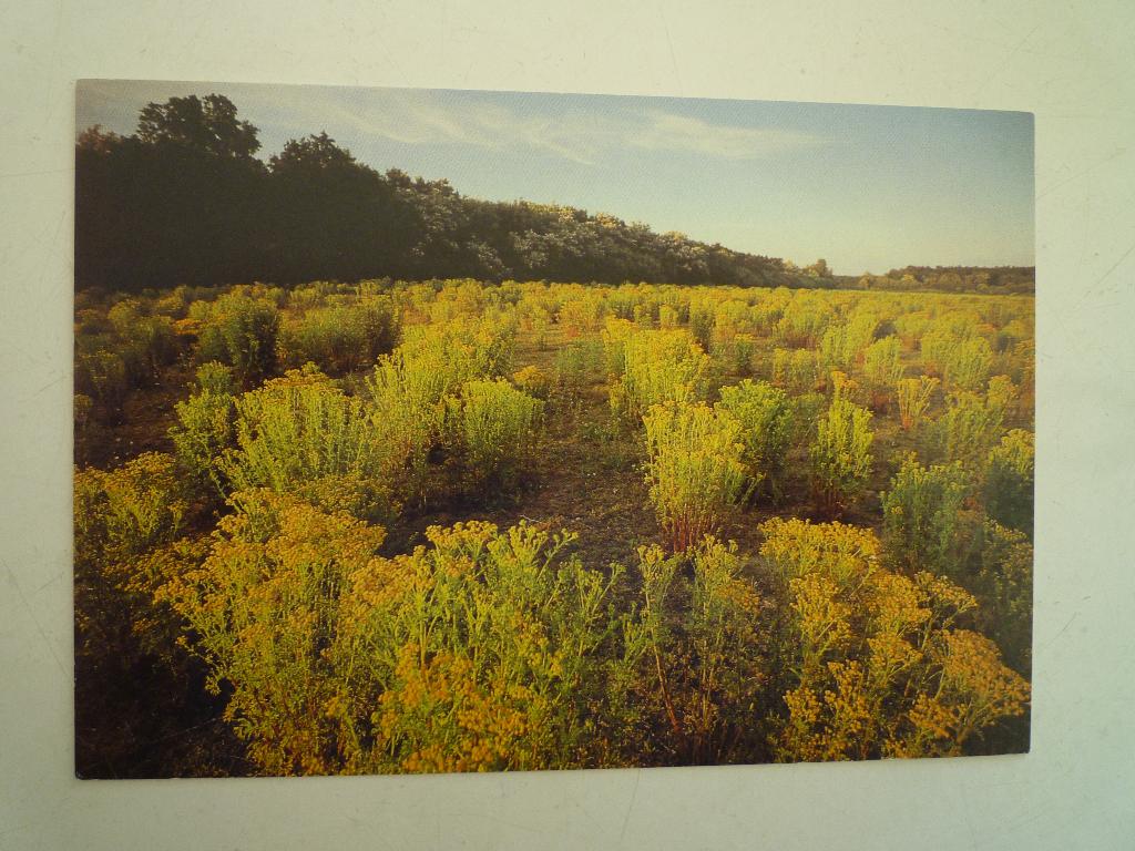 Art unlimited kaart Castricum duinreservaat Martin Kers, Ophalen of Verzenden, 1940 tot 1960, Gelderland