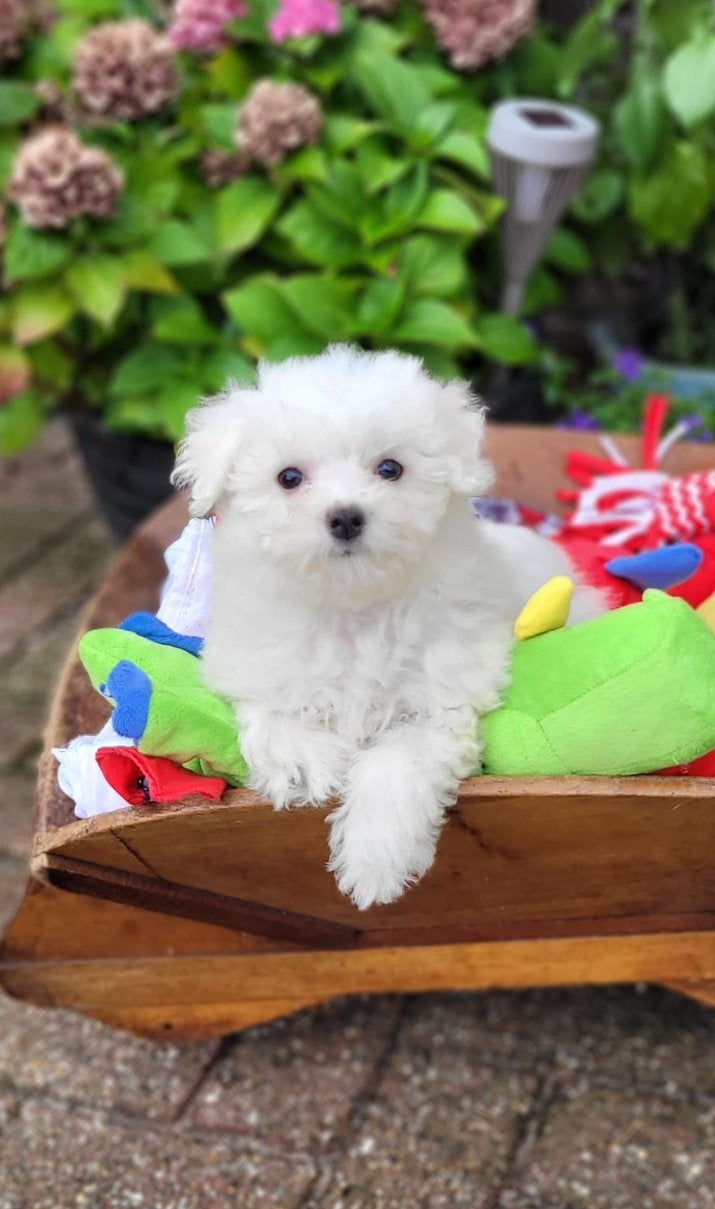 Leuke maltezer pups te koop!, Dieren en Toebehoren, Maltezer, CDV (hondenziekte), 8 tot 15 weken, Meerdere