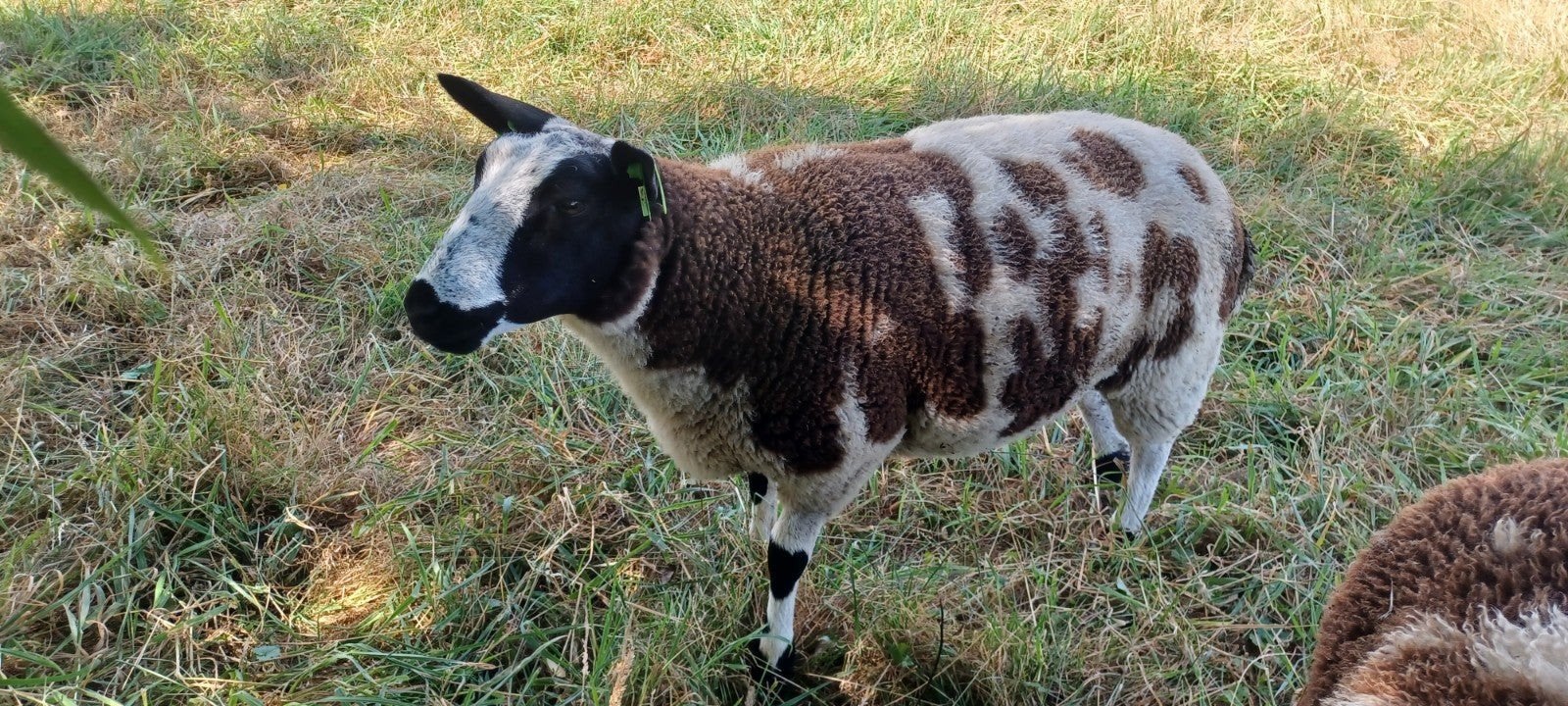 2 bonte ooilammeren, Dieren en Toebehoren, Schapen, Geiten en Varkens, Vrouwelijk, Schaap, 0 tot 2 jaar