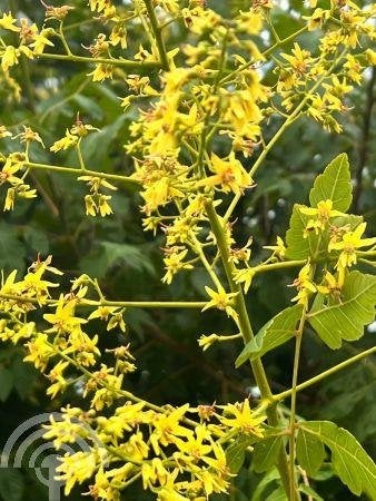 Koelreuteria paniculata, Chinese vernisboom - Gele zeepboom, Overige soorten, Volle zon, Vaste plant, Ophalen of Verzenden